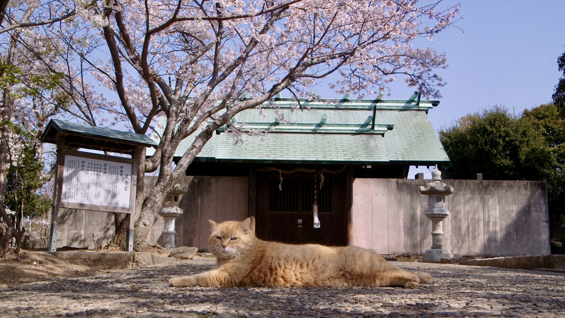 五香宮の猫